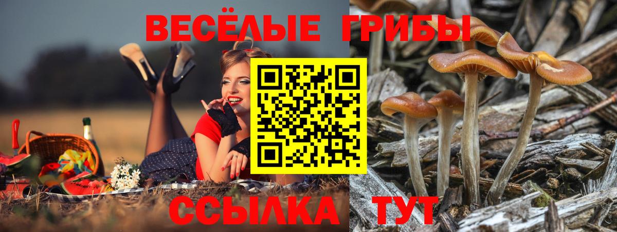 Юрга  Псилоцибиновые грибы мухоморы  Псилоцибиновые грибы Psilocybe  Вход с VPN 